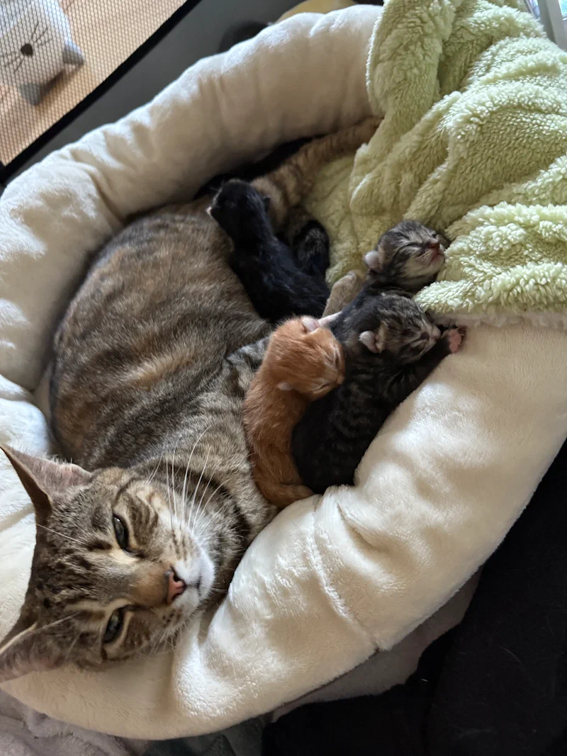 Lyra with kittens